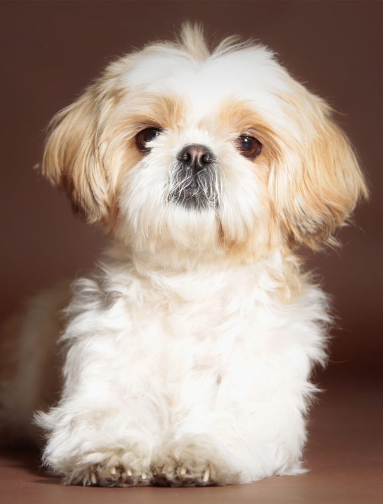 Picture of 15 Best Small Dog Breeds for Apartments