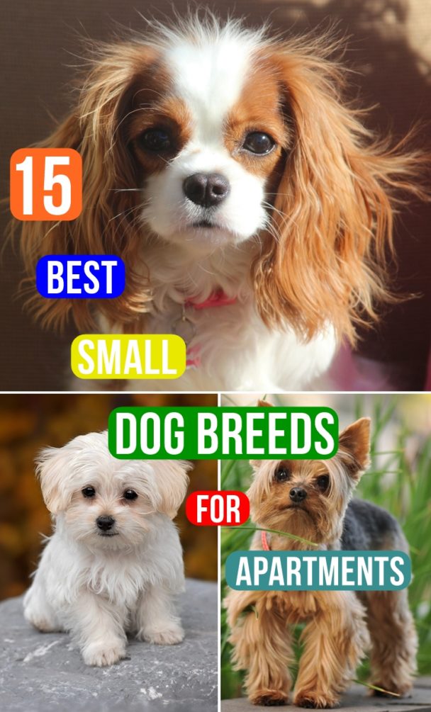 15 Best Small Dog Breeds for Apartments