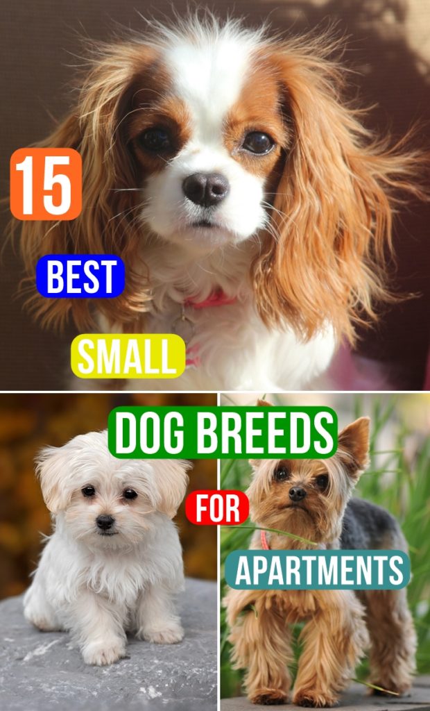 15 Best Small Dog Breeds for Apartments